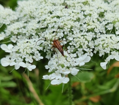 Stenurella septempunctata