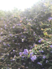 Ceanothus foliosus foliosus