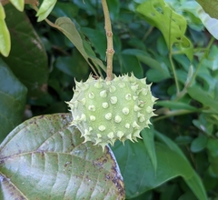 Byttneria grandifolia