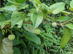 Byttneria grandifolia