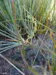 Lomandra glauca