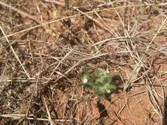 Cryptantha crassisepala