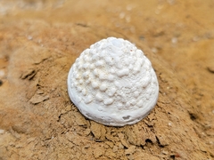Acmaea