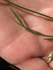 Sabatia grandiflora