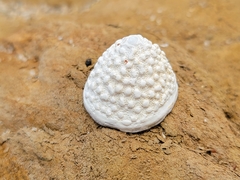 Acmaea