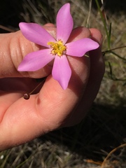 Sabatia grandiflora