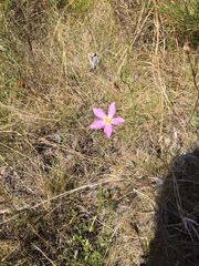 Sabatia grandiflora