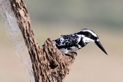 Ceryle rudis leucomelanurus