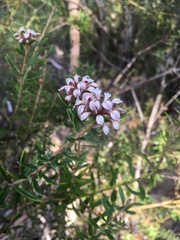Grevillea phylicoides