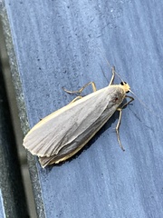 Eilema lurideola