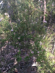 Grevillea phylicoides