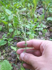 Omalotheca sylvatica