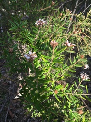 Grevillea phylicoides