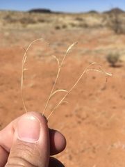 Bouteloua barbata barbata