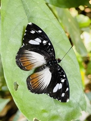Aterica galene extensa
