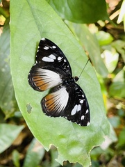 Aterica galene extensa