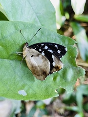 Aterica galene extensa