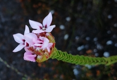 Sonderothamnus speciosus