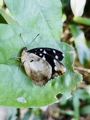 Aterica galene extensa