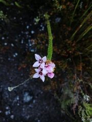 Sonderothamnus speciosus