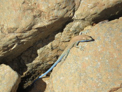 Blue-Tailed Oman Lizard photo 5