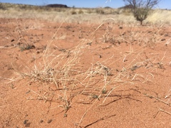 Bouteloua barbata barbata