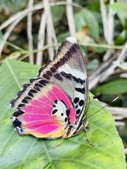 Euphaedra acuta