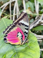 Euphaedra acuta