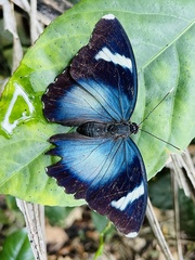 Euphaedra acuta