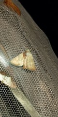 Photedes fluxa