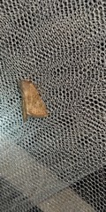 Photedes fluxa