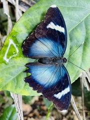 Euphaedra acuta