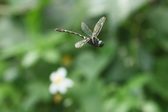 Macromia cupricincta