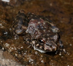 Litoria meiriana
