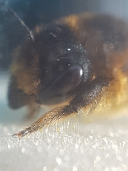 Megachile maritima