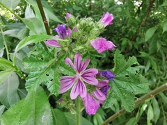 Malva sylvestris sylvestris