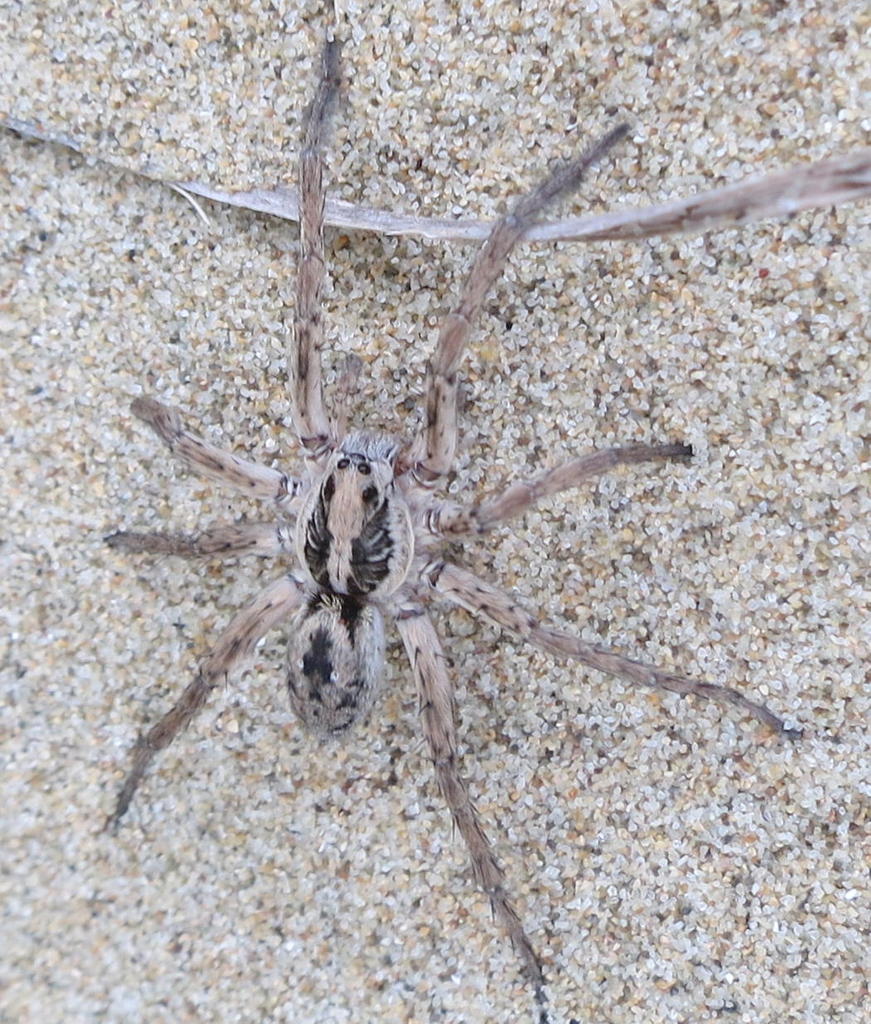 Wolf spider