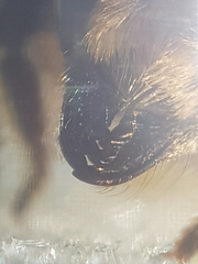 Megachile maritima