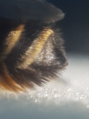 Megachile maritima