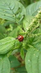 Harmonia dimidiata