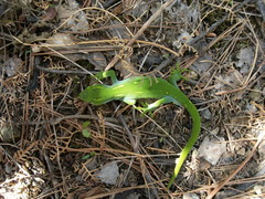 Naultinus punctatus