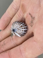 Siphonaria laciniosa