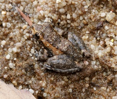 Litoria meiriana