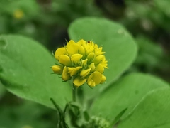 Medicago lupulina