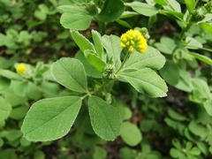 Medicago lupulina