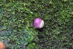 Cortinarius porphyroideus