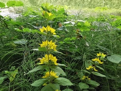 Lysimachia punctata