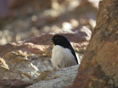 Oenanthe albonigra