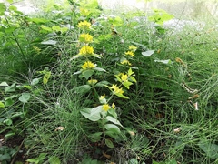 Lysimachia punctata