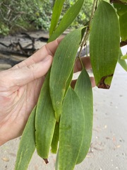 Melaleuca leucadendra